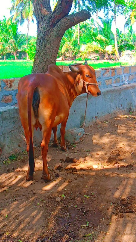 ગાય વેચવાનિ છે