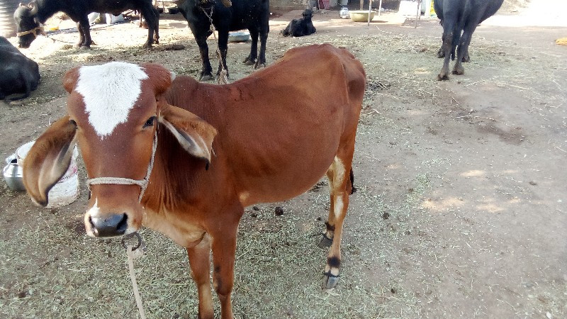 વાછડી ના સાટા ક...