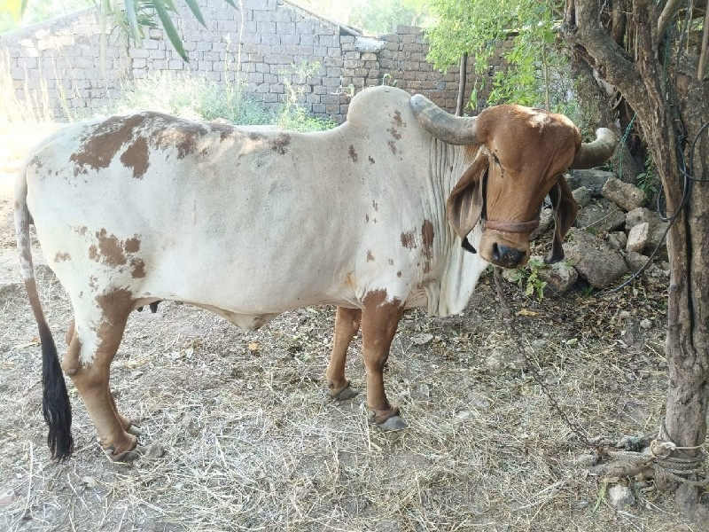 ગાય વિશ્વની ની...