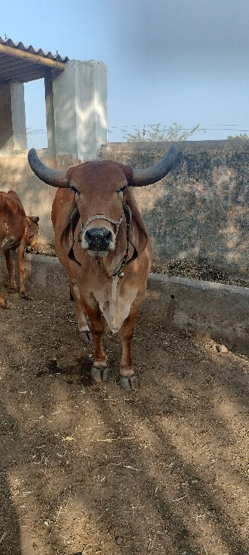 દેશી ગાય વેચવાન...