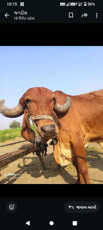 ગાય બેસવાની છે