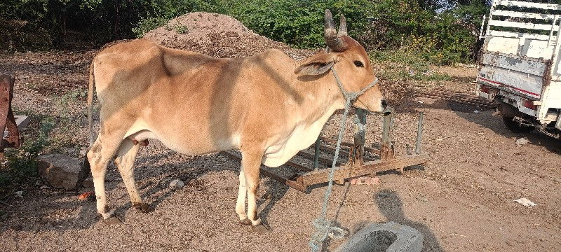 ગાય વેચવાની છે