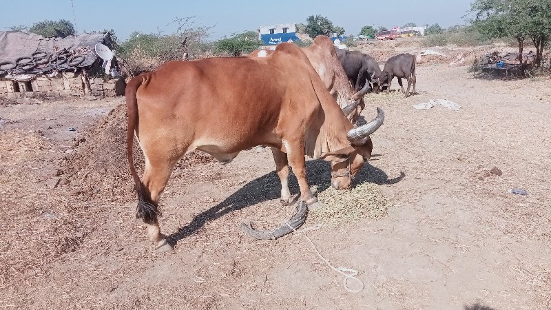 બળદ વેચવાનો છે