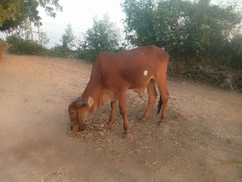 ગોઢલા