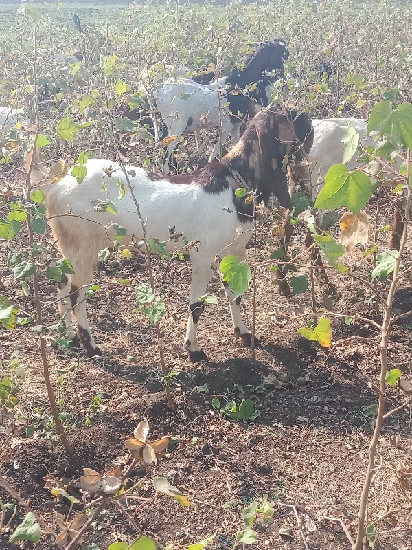 આ રાજસ્થાની બકર...