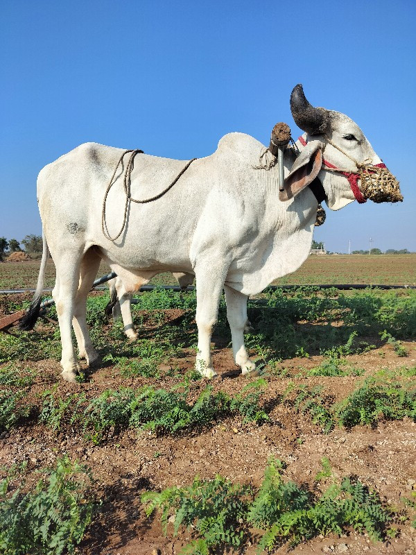 વેચવાનો છે એક જ...