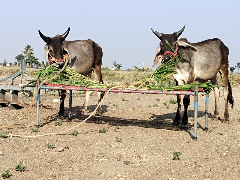 ગોધલા