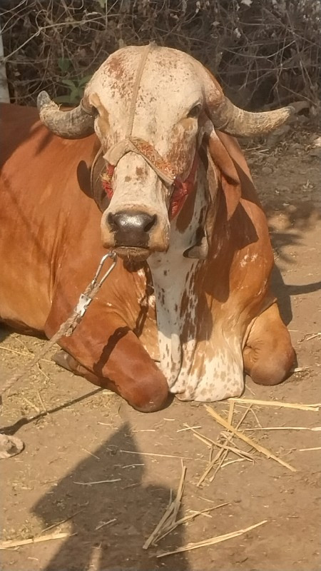 ગીર ગાય બીજુ વે...