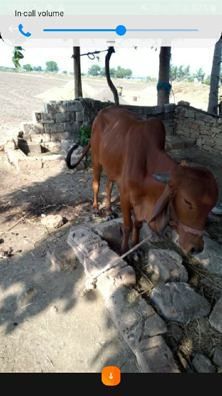 હોડકી  વેચવાની...