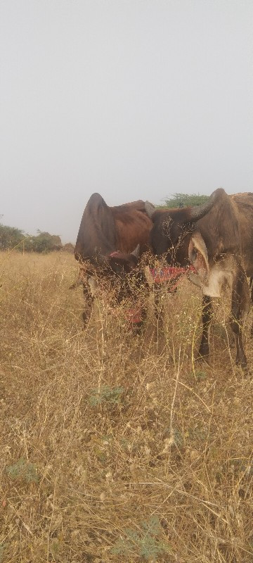 ગોઢલા વેસ્વનાં...