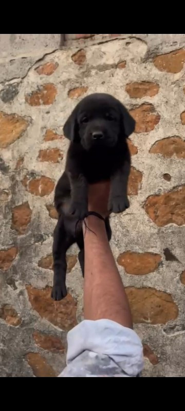 Labrador