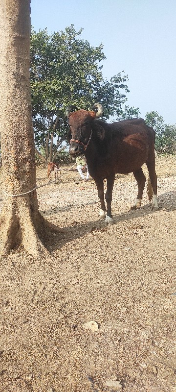 ગાયવેચવાનીછે