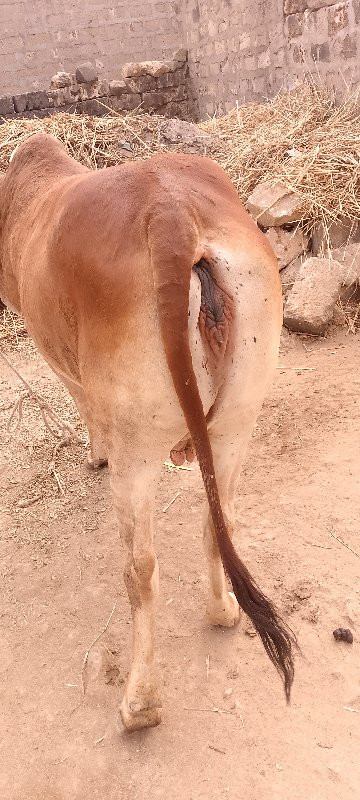 ગાય વેચવાની છે...