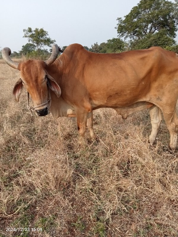 બળદ વેચવાના છે