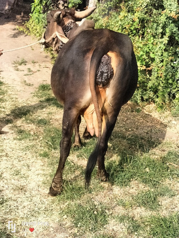 વેચવાની