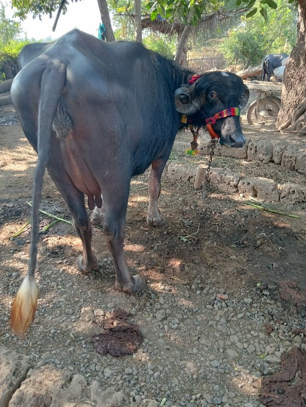 ભેંશ વેચવાની છે