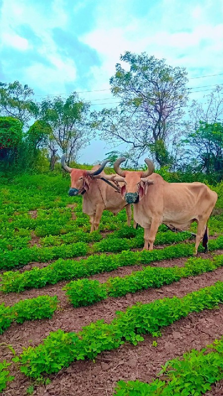 વેચવા ના છે