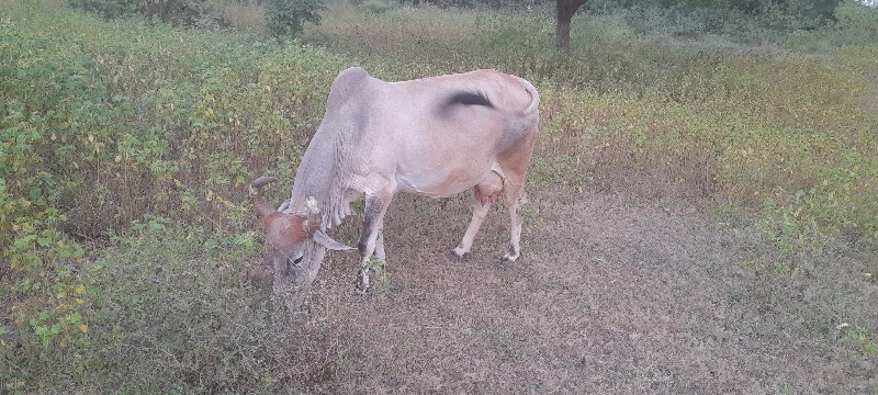 ગાય અને વાસડિ વ...