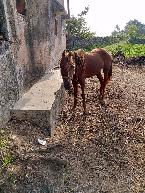 ઘોડી વેચવાની છે