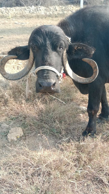 ત્રીજું વેતર ભે...