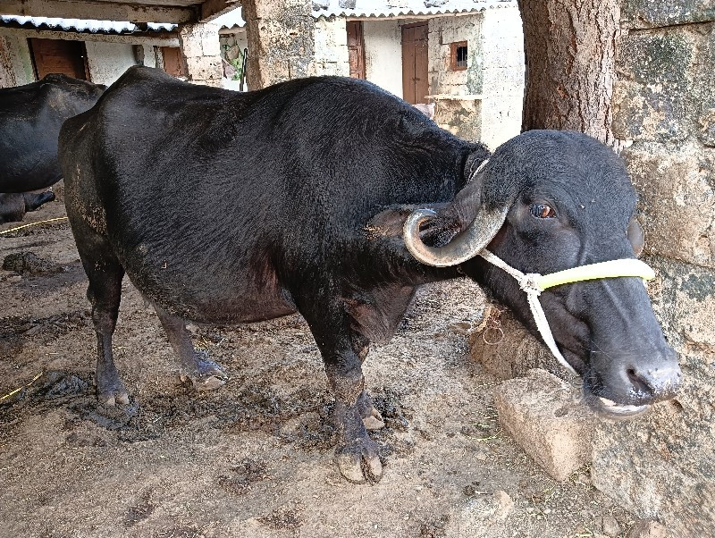 પેલું વેતર મળેલ...