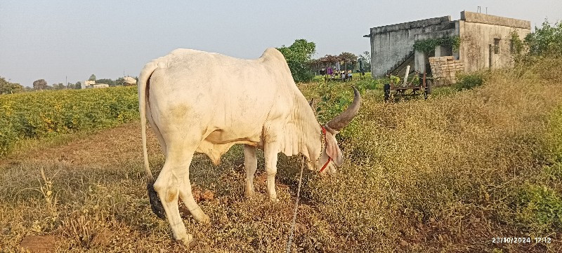 ફુલ જવાબદારી દે...