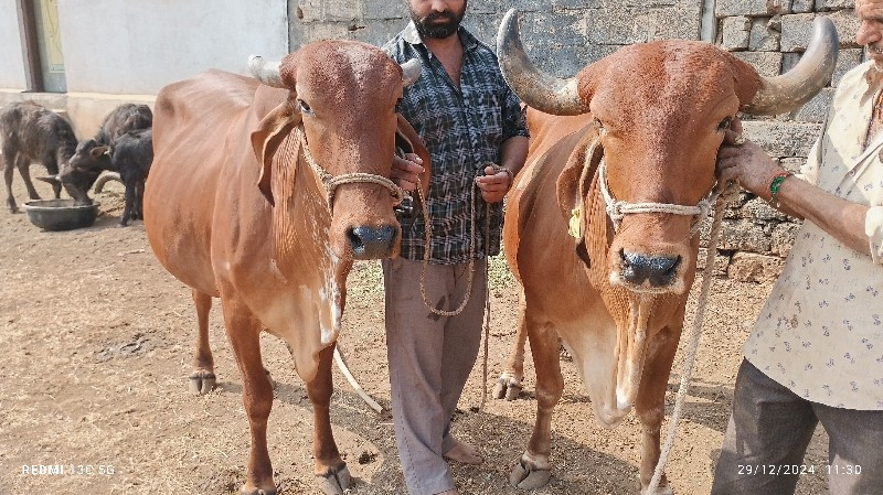 આ બને ગાય વેચવા...