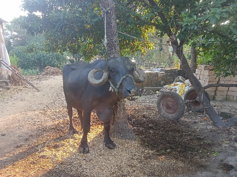 ખડેલી વેચવા ની...