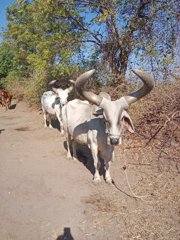 બળદ વેચવા ના છે