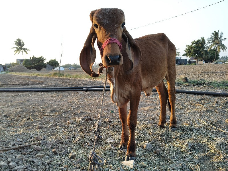 વાછડી વેચવાની છ...