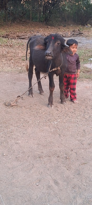 પાડી વેચવાની છે