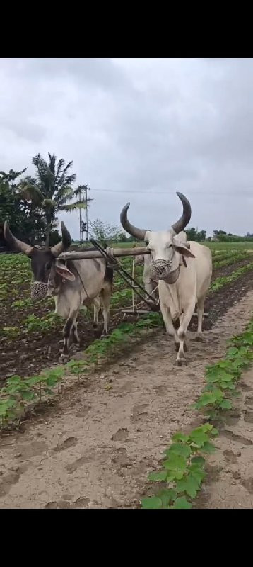 બળદ વેચવા ના છે...