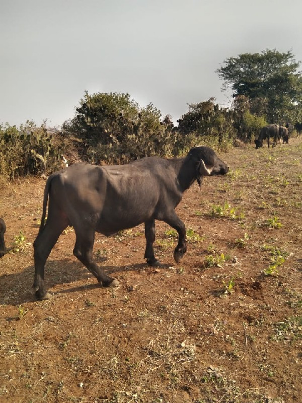 જાફરાબાદી પાડો...