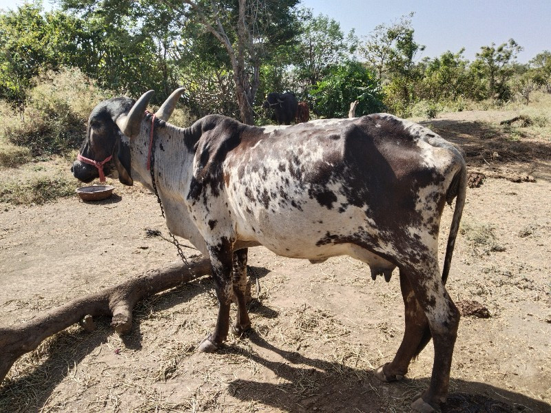 ગાય