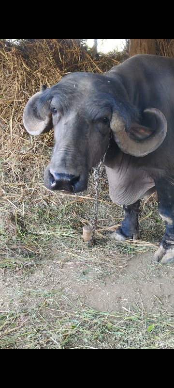 જાફરાબાદી