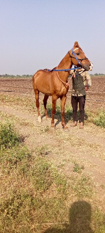 ઘોડો કૂદવા વાળો...