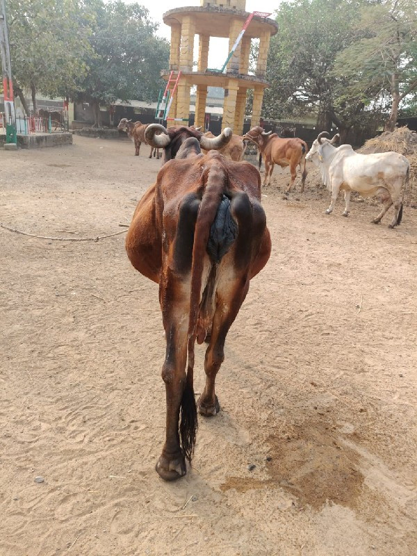 ગાય