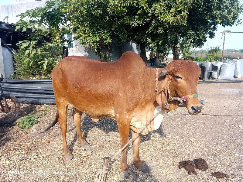 પેલુ વેતર સાત મ...