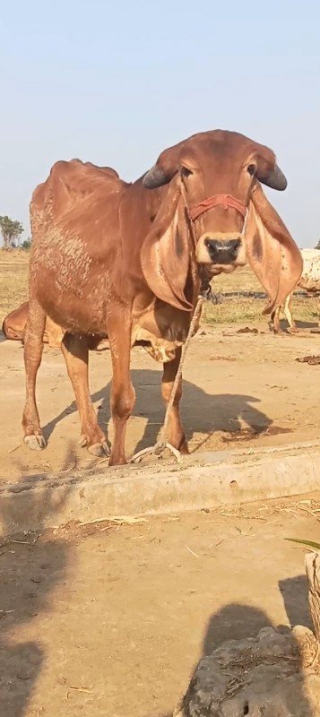 5 ગીર હોડકી વેચ...