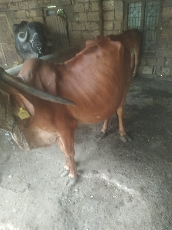 desi cow  92761...