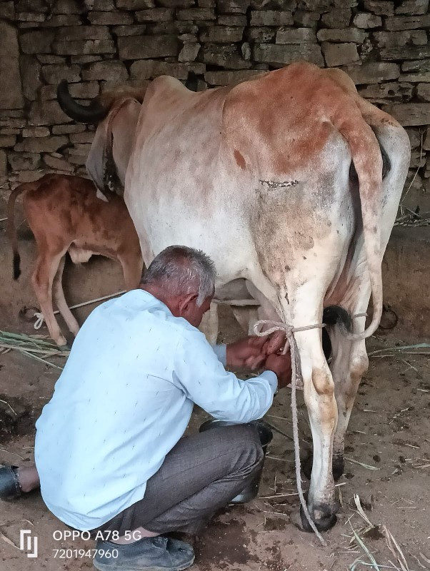 ગીર હોડકી વેચવા...