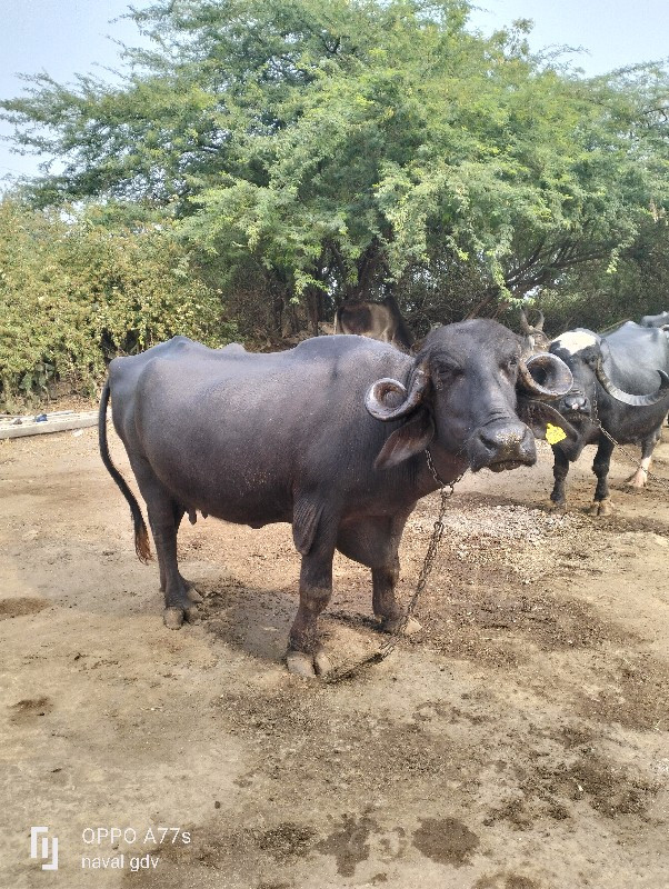 ભેસુ વેચવાનીછે