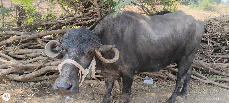 ખડેલુ વેચવાનુ છ...