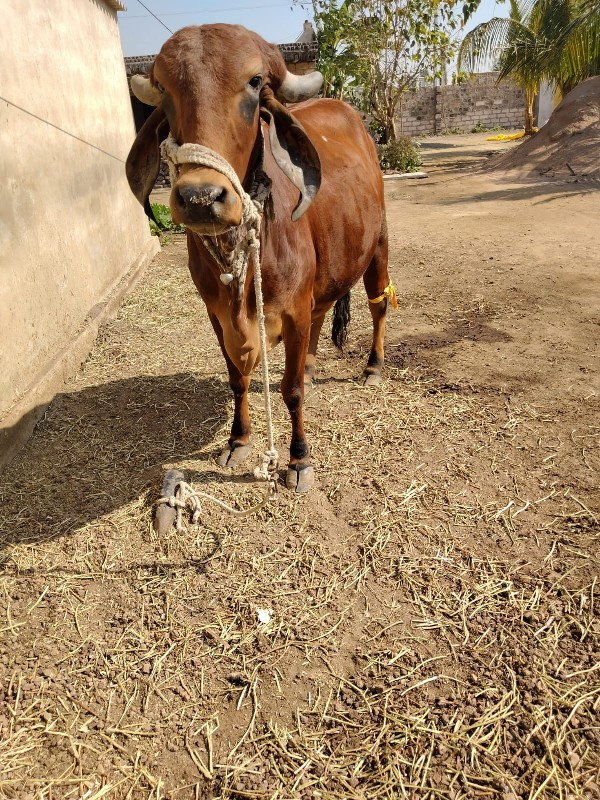 ગીર હોડકી વેચવા...