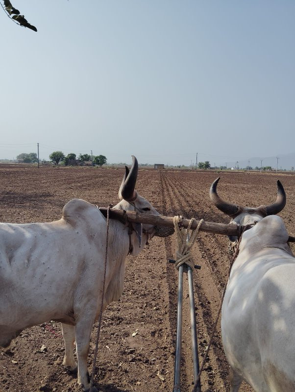 બળદ વેસવાનિ છે