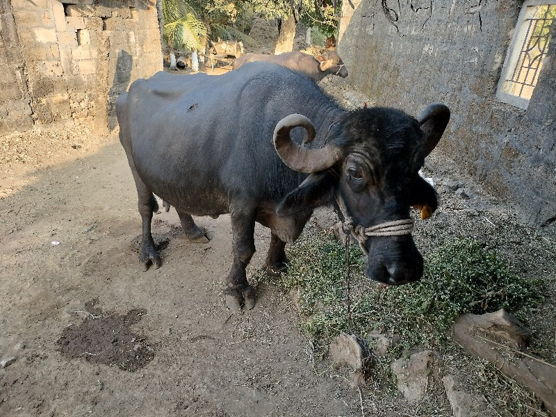 ભેંસ વેચવાની છે