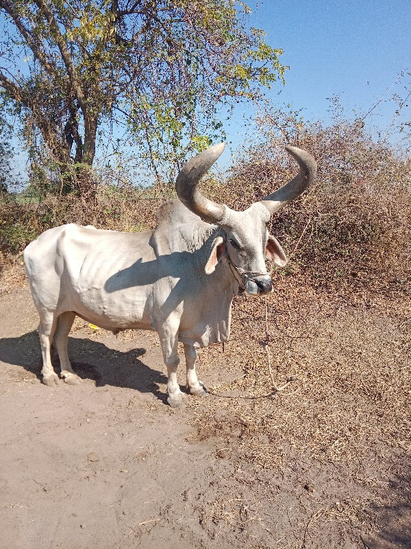 બળદ વેચવા ના છે