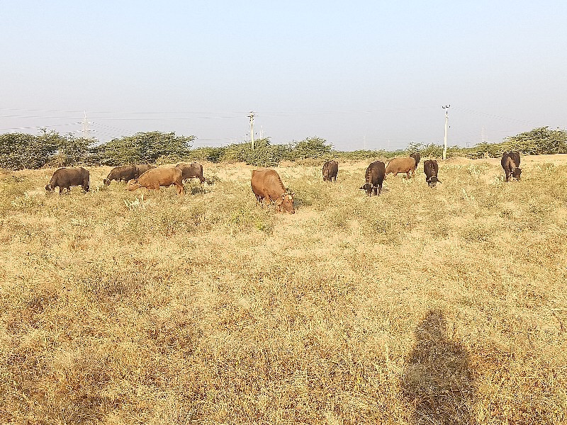 કચ્છી ભેંસો વેચ...