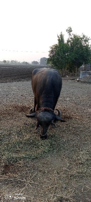 ભેંસ વેચવાની છે...