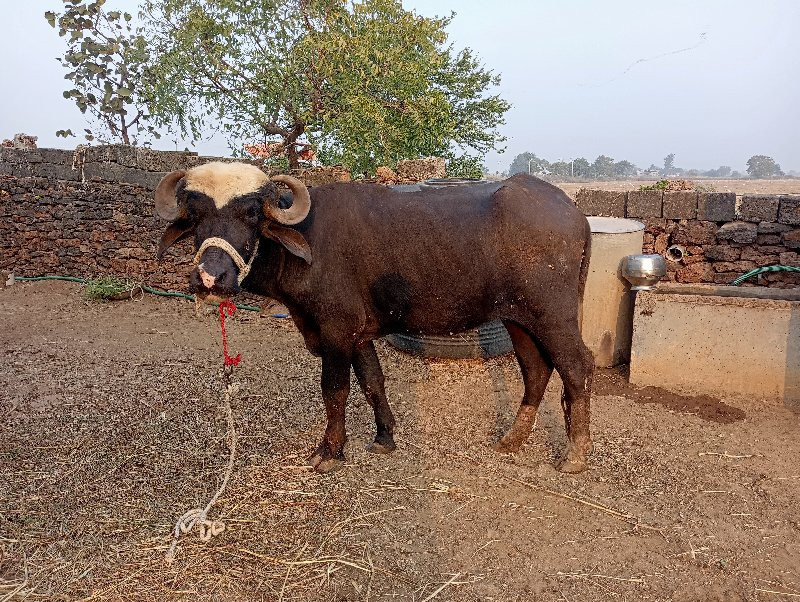 ખડેલી